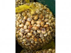 La Caracoler&iacute;a - 651.64.12.66 